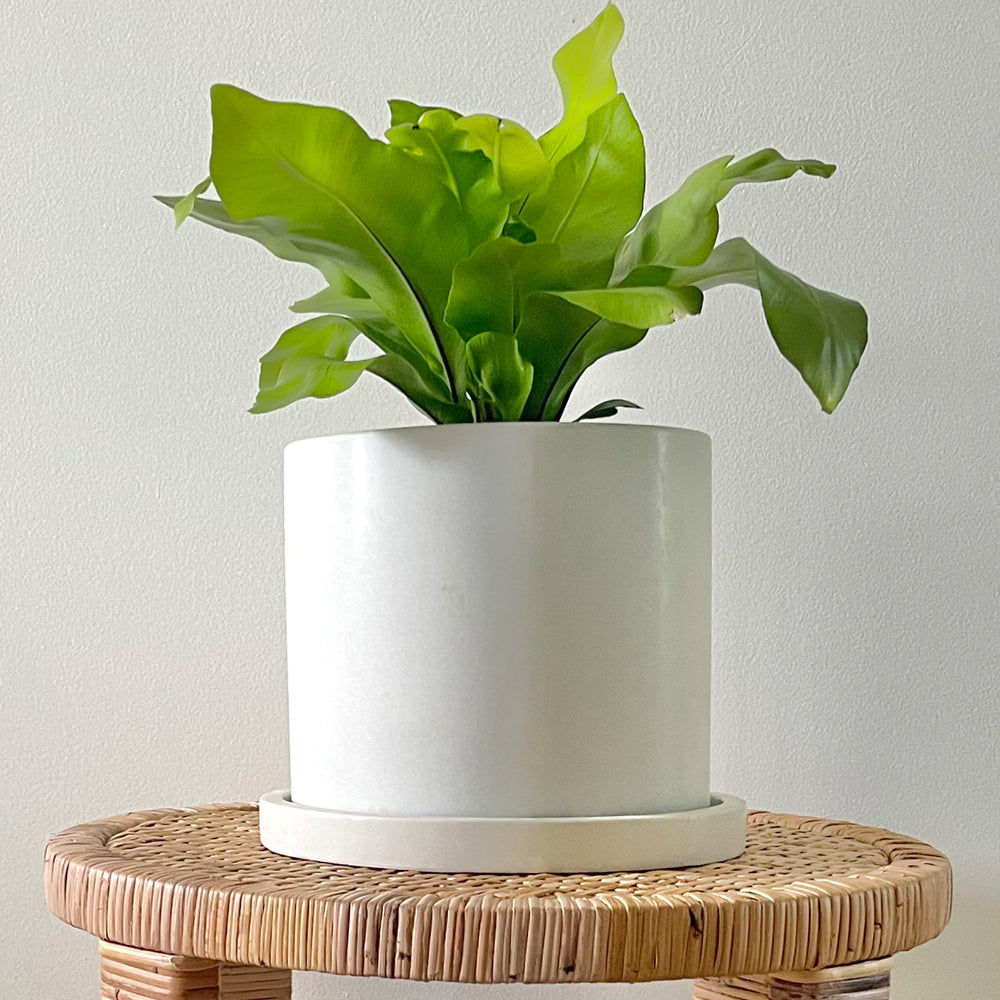 Round Planter White